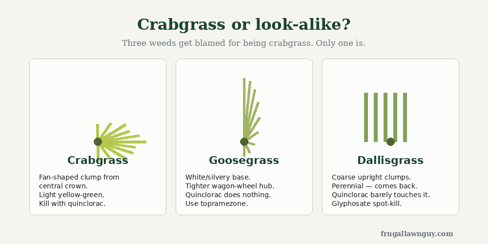 Three-panel illustration: crabgrass (fan-shaped), goosegrass (tight cluster), dallisgrass (upright)