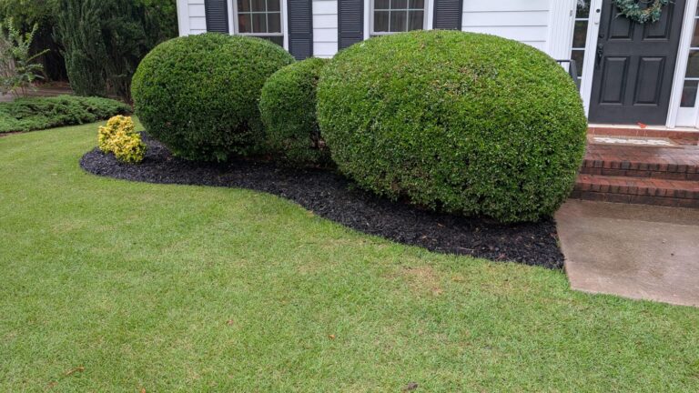 Bed Edging: The Cheapest Way to Make Your Lawn Look Like a Pro Did It