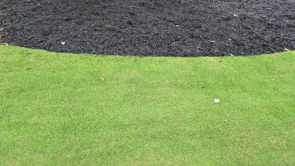 Black mulch meeting green zoysia along a clean vertical trench. This single line does more for curb appeal than anything I spray.