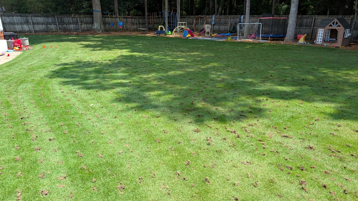 Established zoysia lawn core aerated and mowed short, ready for sand topdressing