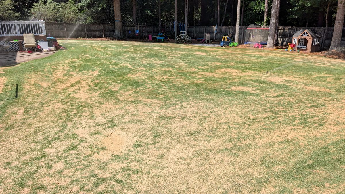 Sand dragged level across the lawn with grass tips still visible through the layer