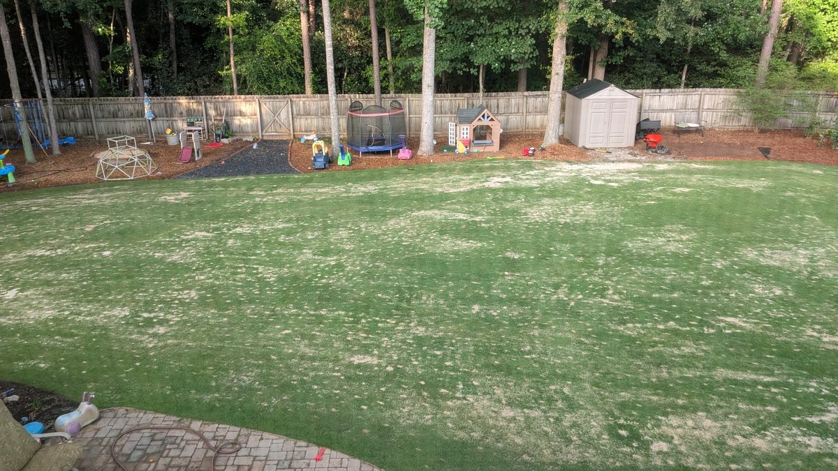 Zoysia pushing back up through the sand layer the day after leveling