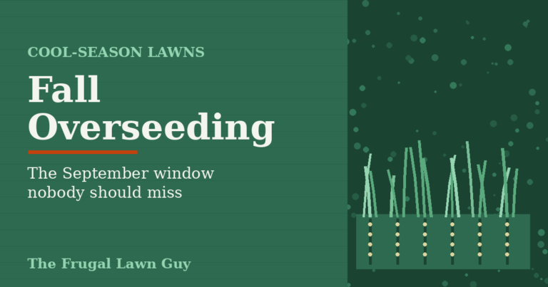 Fall overseeding cool-season lawn: new grass blades sprouting from seed furrows